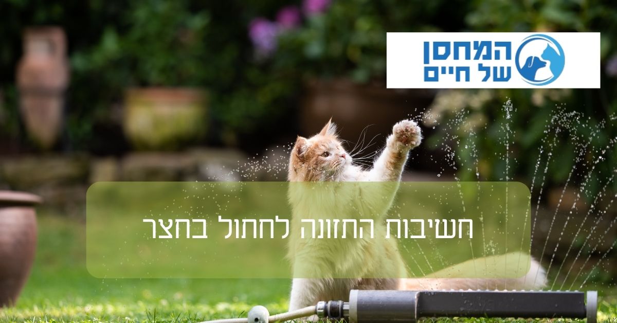 חשיבות התזונה לחתול בחצר